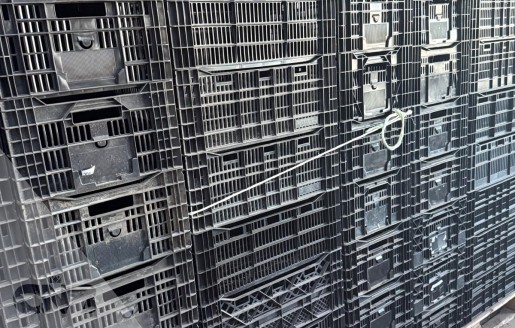 Foto van Leliekratten gebruikt