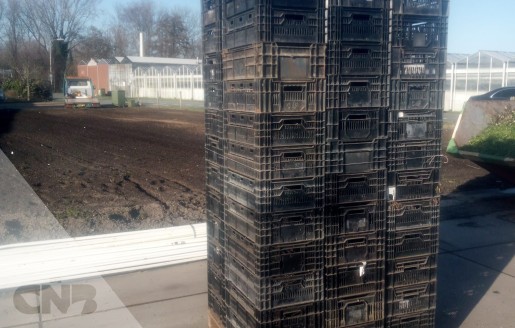 Foto van Tulpen export kratten