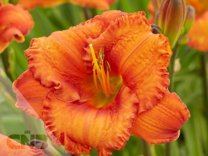 Kweker logo/image: Hemerocallis Island series™