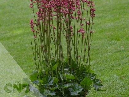 Salmon Pink