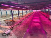 Foto van Groeiverlichting-Led verlichting