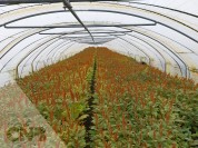 Foto van Diverse tunnelkassen