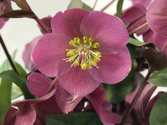 Highlighted image: CNB New Plants neemt beheer snij-Helleborus Frostkiss™ serie over