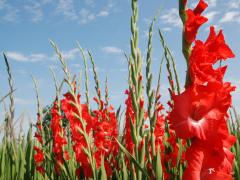 Highlighted image: Gladioli