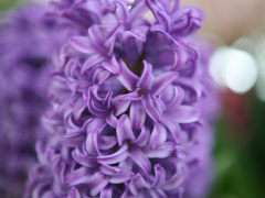 Highlighted image: Hyacinth